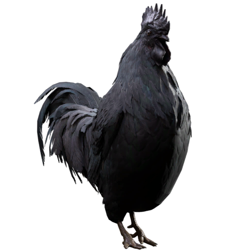 阿亚姆·塞马尼鸡（小破烂品种）