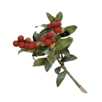 Свечные ягоды