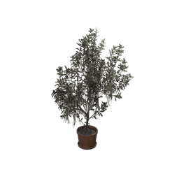 Buisson de houx